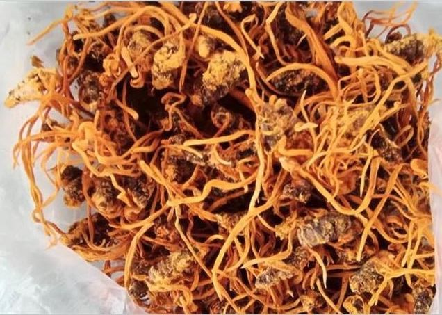 蟲草不只有冬蟲夏草一種，蛹蟲草的這些作用并不遜色！