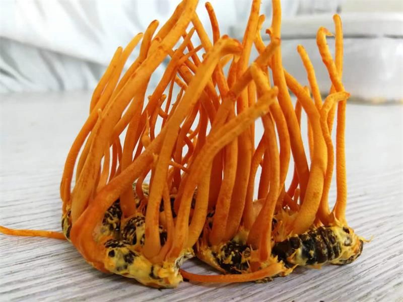 蠶蛹蟲(chóng)草、冬蟲(chóng)夏草、蟲(chóng)草花的區(qū)別